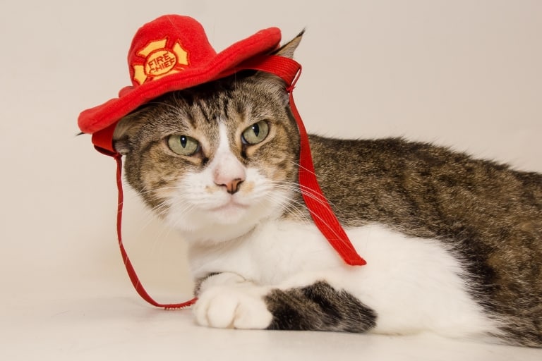 Adorable and Adoptable Pet of the Week