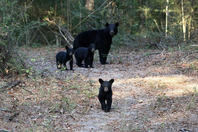 Black bears Alabama