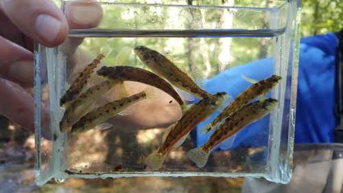 Vermilion darter