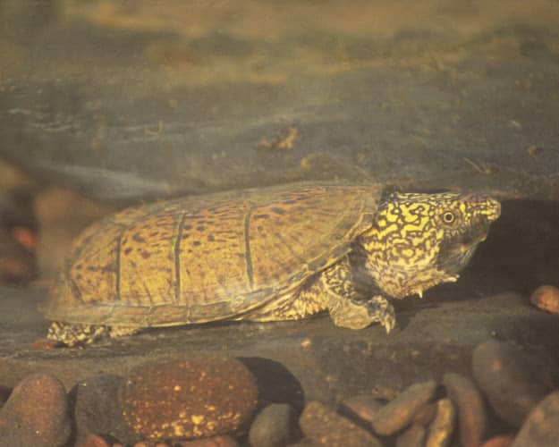 Darters to turtles: Why Alabama's aquatic biodiversity matters 8 Alabama aquatic biodiversity