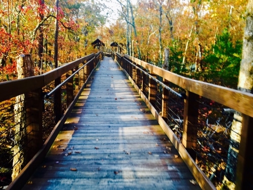 Forever Wild turns 26. How Alabama established one of the greatest conservation programs in the state’s history 7 Anniston