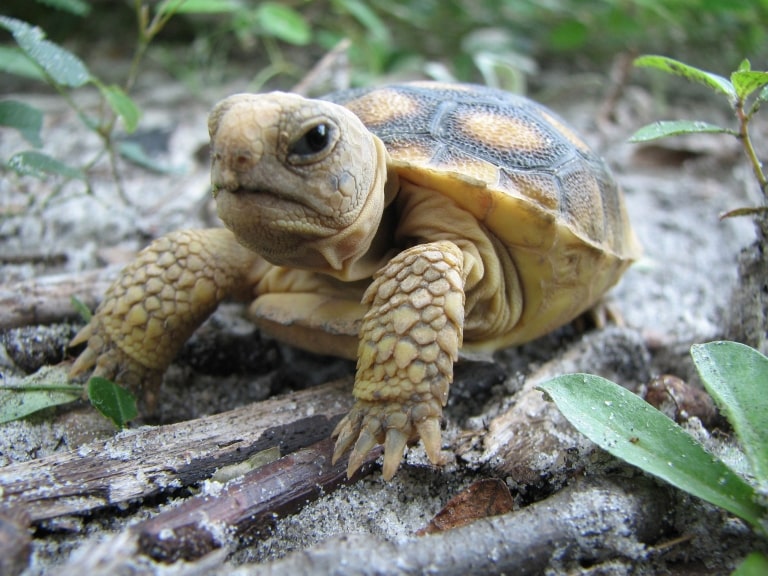 Tortoise