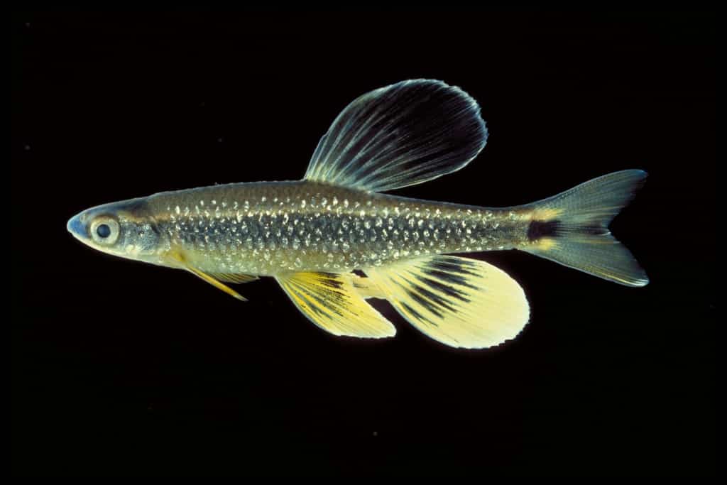 Alabama aquatic biodiversity