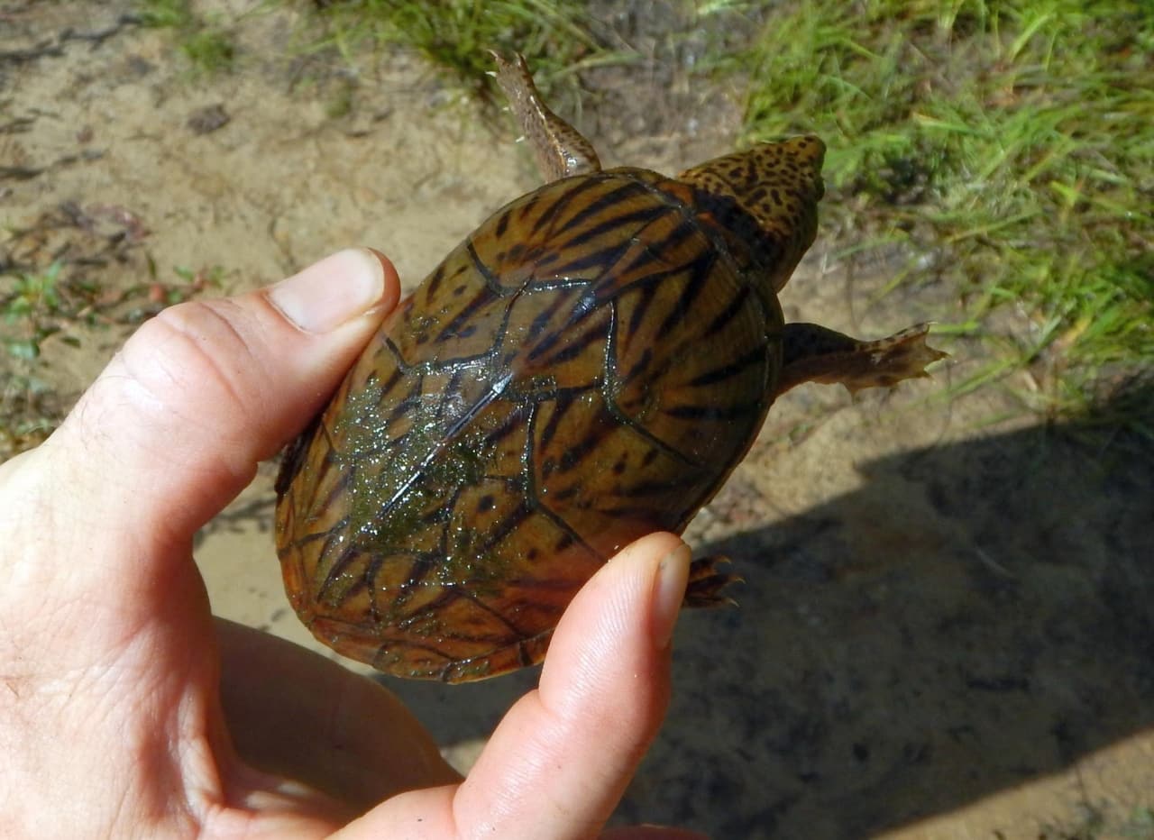 24799434 10214542849909278 597643776128206471 o Meet the intermediate musk turtle, Alabama's newest turtle species