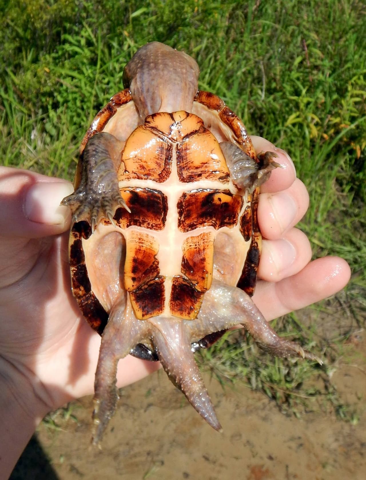 Meet the intermediate musk turtle, Alabama's newest turtle species ...