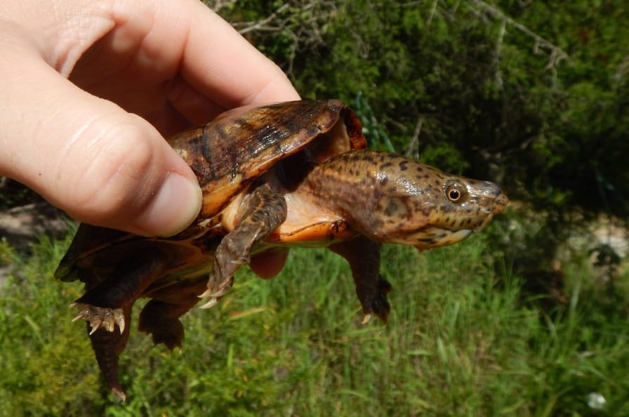 Meet the intermediate musk turtle, Alabama's newest turtle species ...