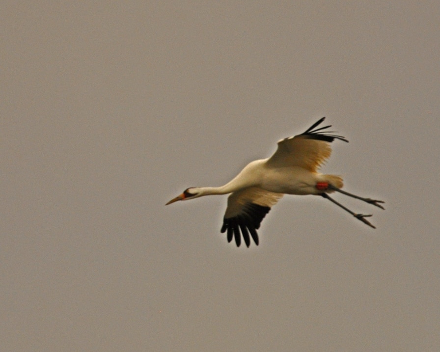 Alabama's busiest natural airport, the Wheeler National Wildlife Refuge (photos) 6 Whooping Crane