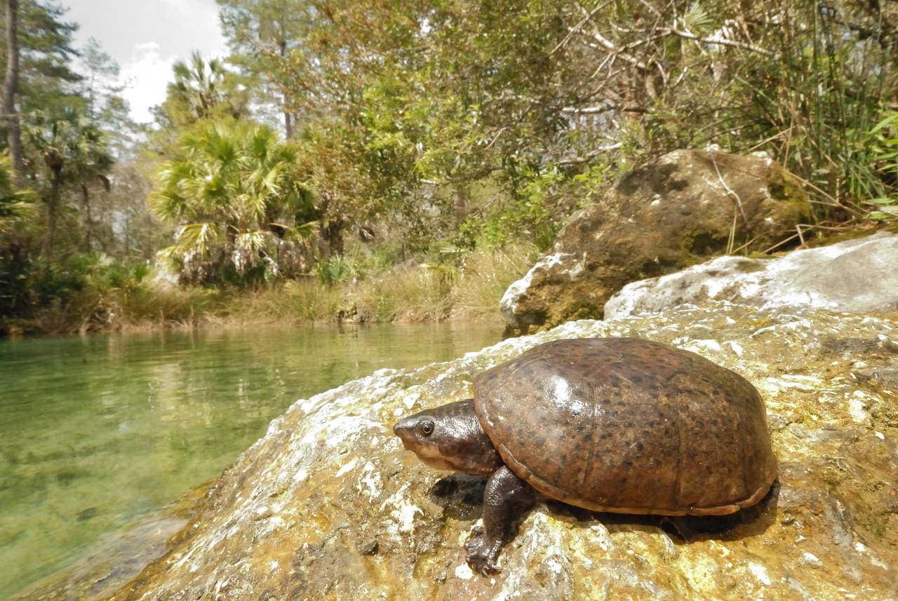 Meet the intermediate musk turtle, Alabama's newest turtle species