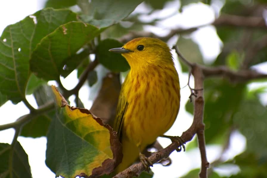6 ways to become an Alabama native plant champion like Julia Tutwiler 4 Yellow Warbler Harber 6 ways to become an Alabama native plant champion like Julia Tutwiler