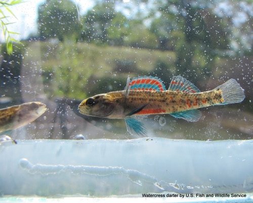 maleWatercressDarter22April2009 Celebrate and support the rarest fishes on Planet Earth at Darter Festival 2018