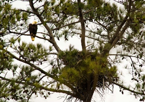 Bald eagle nest 1 Bham Now Nature Roundup for the week of February 2, 2019