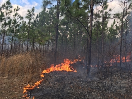 Did you see the “good fire” on Oak Mountain? 3 Bibb County prescribed fire