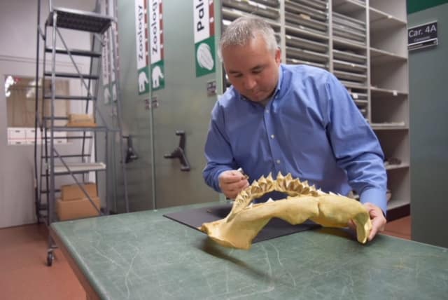 Jun Ebersole Director of Collections McWane Science Center examines teeth from the Bryant Shark 65 Million year old ancient fossil shark discovered in Alabama by McWane Science Center
