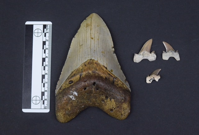 Several Bryant Shark teeth right compared to Megaldon Tooth left Sharks swam in Alabama's inland seas; now one is named for Bear Bryant.