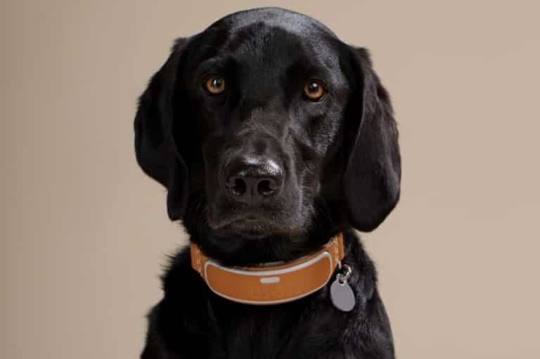 Lost pet? high-tech ways to help protect and find your four-legged best friend