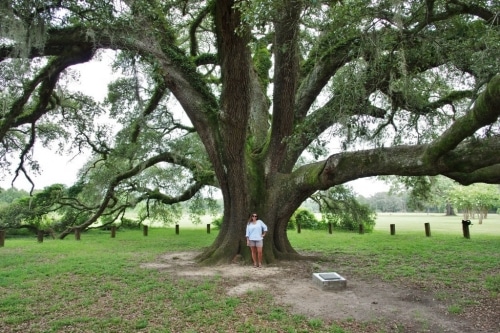 Alabama Trees