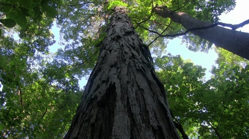 Alabama tree