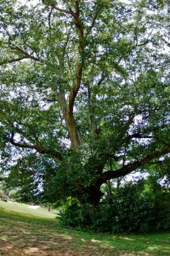 Alabama oaks