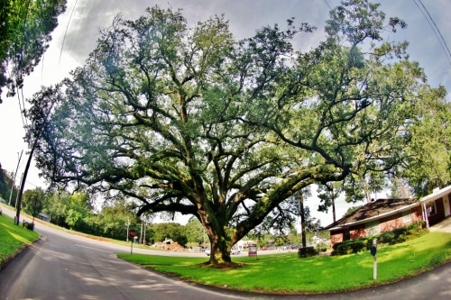 Champion Q. geminata2 1024x681 A tour of Alabama's mighty oak trees