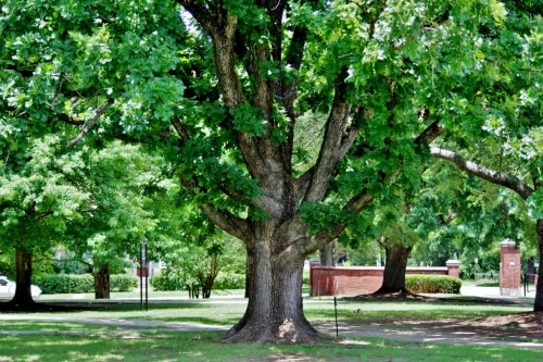 A tour of Alabama's mighty oak trees 1 Champion Q. macrocarpa1 1024x681 A tour of Alabama's mighty oak trees