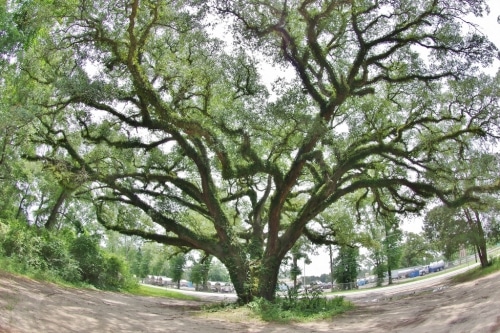 A tour of Alabama's mighty oak trees 11 Alabama Oaks