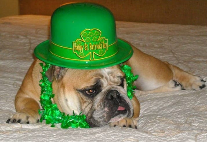 Birmingham, St. Patrick's Day, dog, celebration