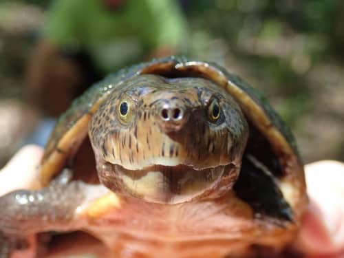 Studying Birmingham's beloved urban turtles 2 28828696 679599559097402 2947678262928065393 o Studying Birmingham's beloved urban turtles
