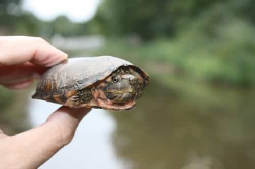 Birmingham turtles