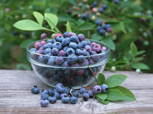 Birmingham, Alabama, U-Pick, June, Blueberries and Blackberries, Judy Bee’s Honey and Berry Farm