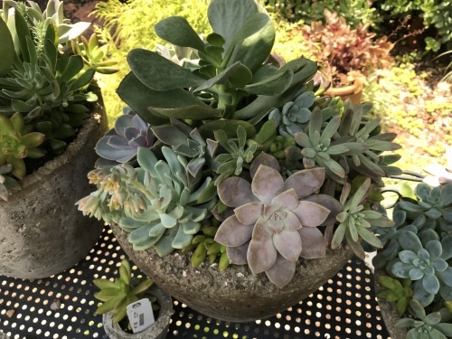 3 ways with succulents, 1 for every Birmingham budget. Shop the look at  Charlie Thigpen's, Oak Street and Shoppe