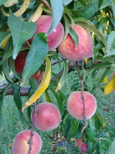Your summer guide to u-pick farms an hour's drive (or less) from Birmingham, including 6 in Jefferson County 6 Birmingham, Alabama, U-Pick Fams