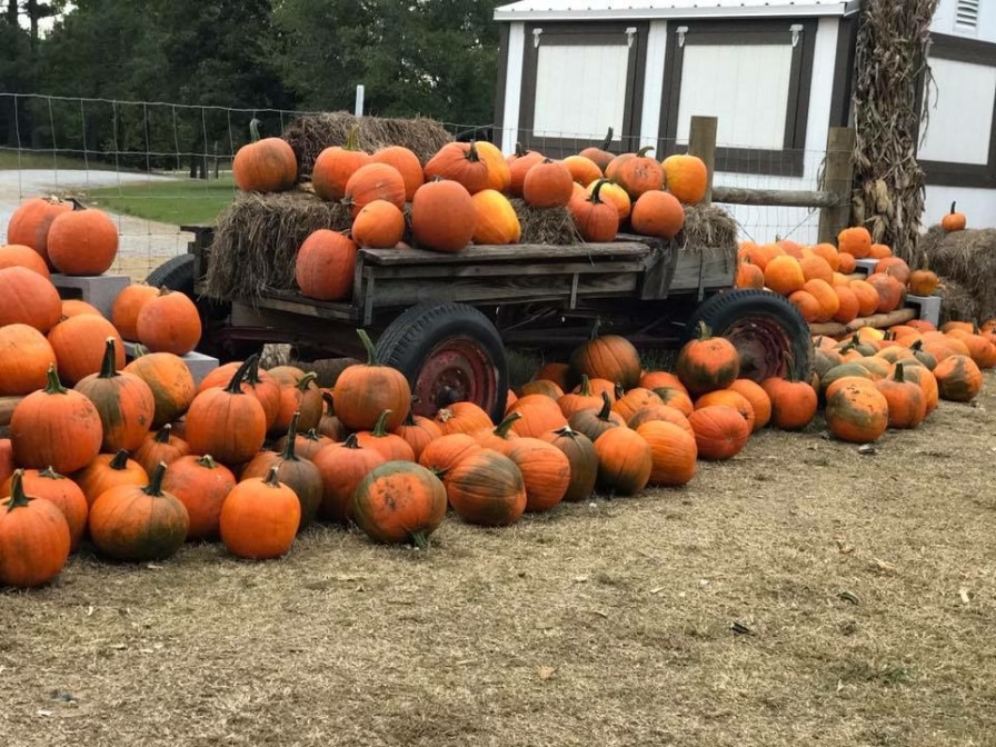 5 awesome pumpkin patches to visit this fall, including Old Baker Farm and Helena Hollow