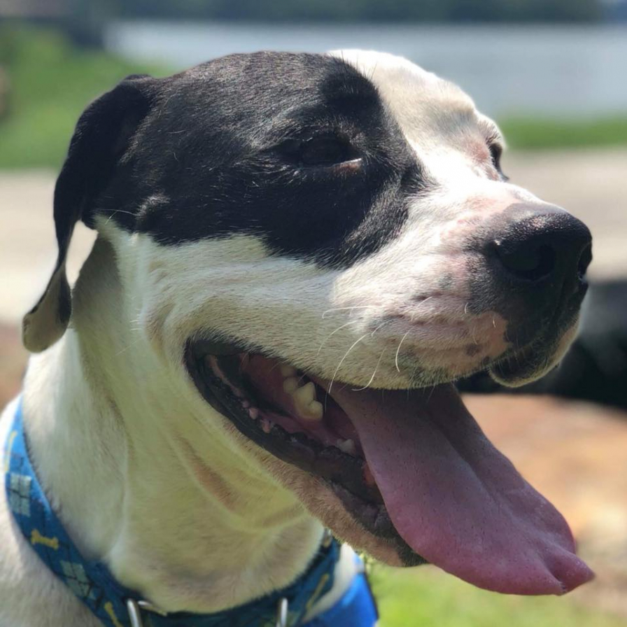 Adopt a pet from one of these 10 animal rescues in Birmingham, including Purrfect Love Cat Rescue and Peace, Love and Dog Paws Rescue, Inc. 7 Birmingham, Bama Bully Rescue, no-kill shelters, no-kill rescues, animal shelters, animal rescues