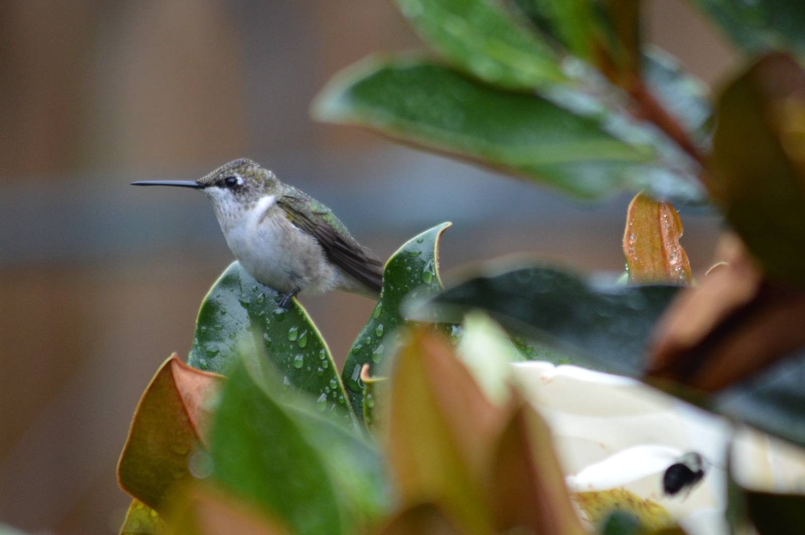 untitled 180802 085911 2 Feed Hummingbirds for their Winter trip . . . and encourage them to come back next Spring