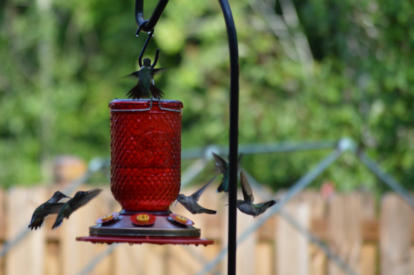 untitled 180810 082748 4 Feed Hummingbirds for their Winter trip . . . and encourage them to come back next Spring