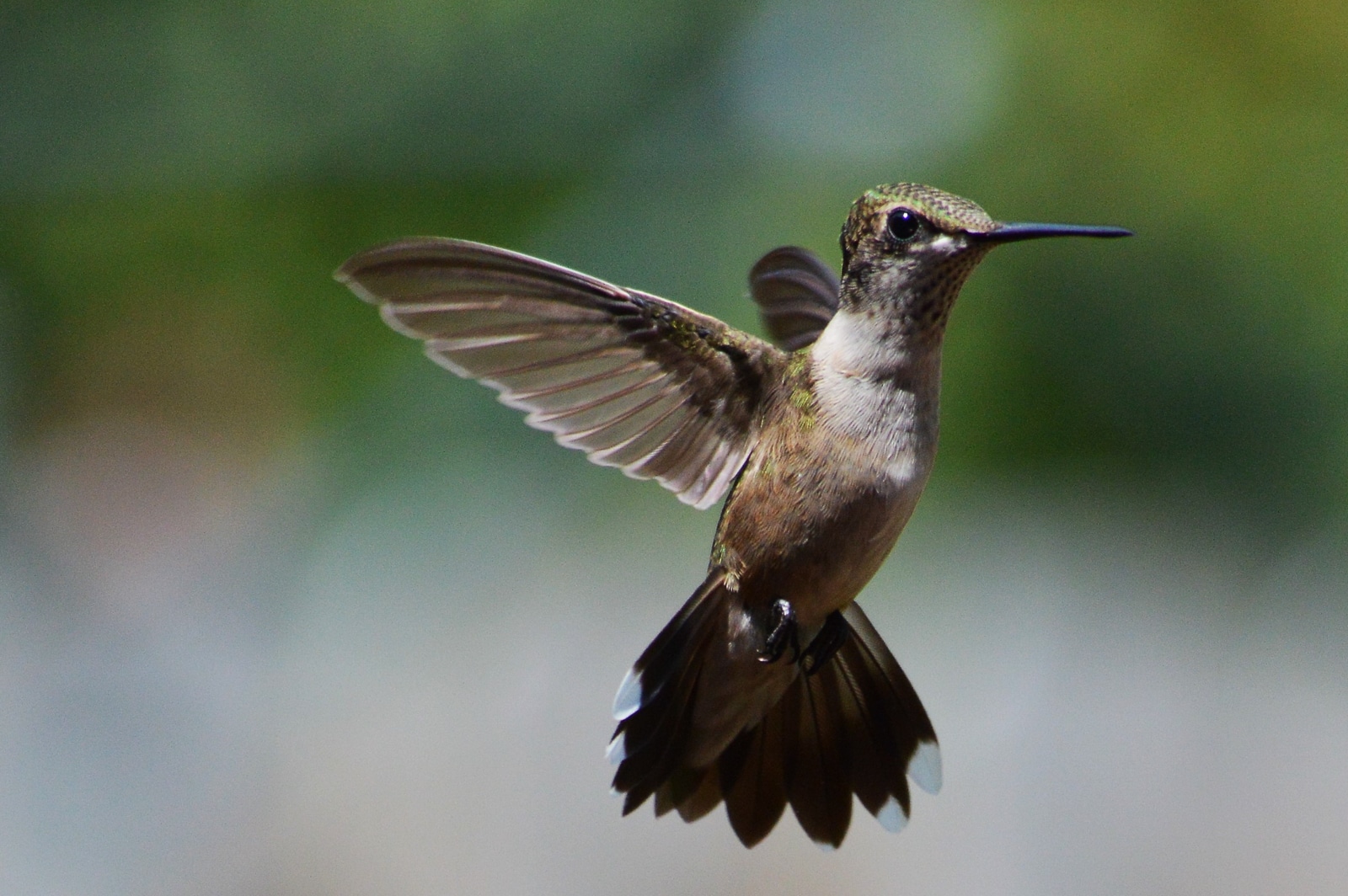 untitled 180813 112802 1 Feed Hummingbirds for their Winter trip . . . and encourage them to come back next Spring