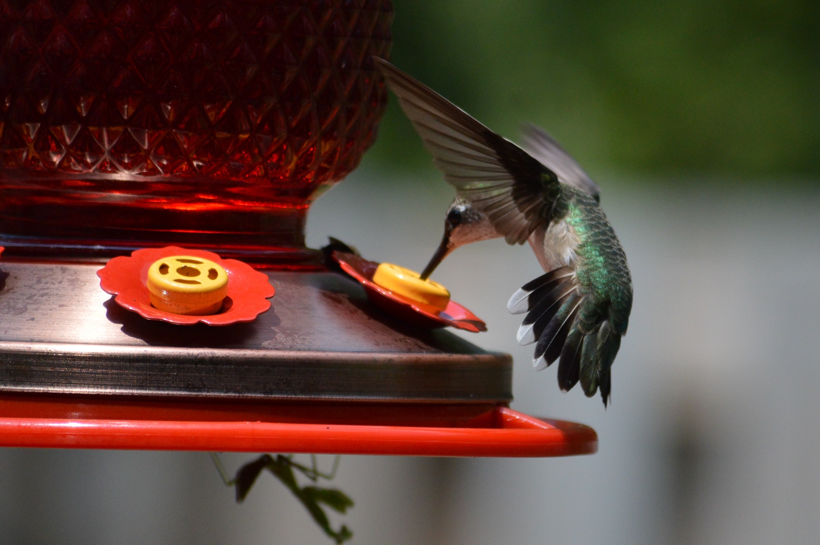 untitled 180813 122217 1 Feed Hummingbirds for their Winter trip . . . and encourage them to come back next Spring