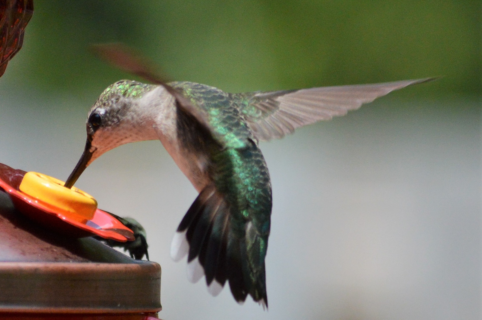 untitled 180813 122227 Feed Hummingbirds for their Winter trip . . . and encourage them to come back next Spring