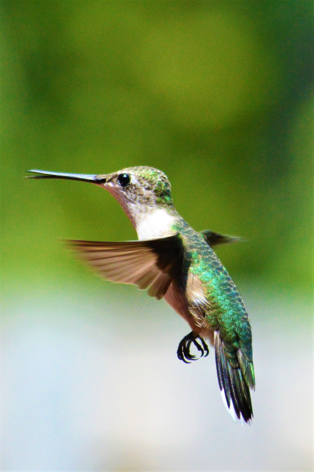 untitled 180813 122237 2 Feed Hummingbirds for their Winter trip . . . and encourage them to come back next Spring