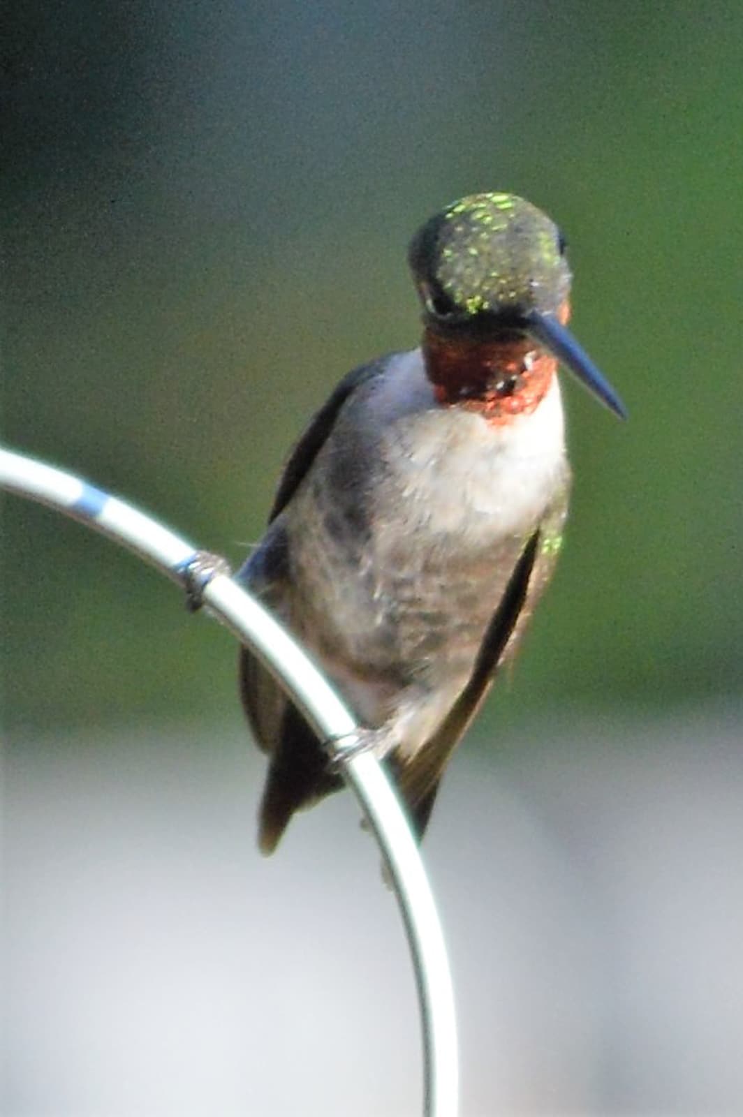 untitled 180907 073946 Feed Hummingbirds for their Winter trip . . . and encourage them to come back next Spring