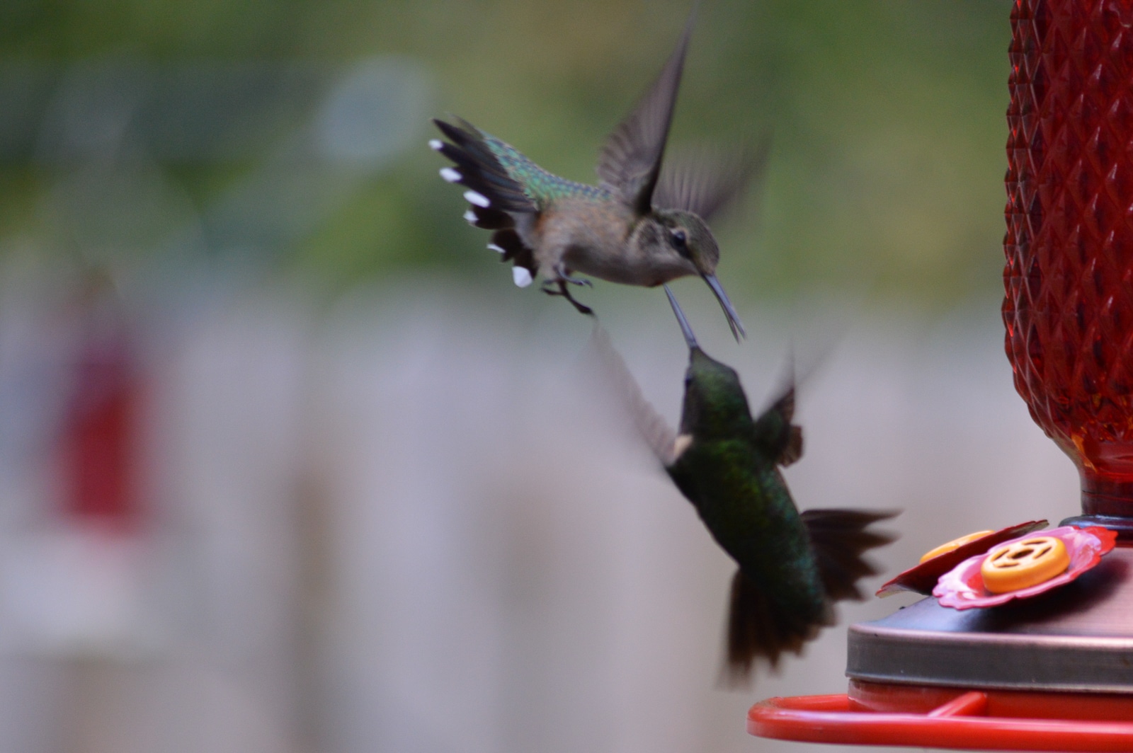 untitled 180907 105414 Feed Hummingbirds for their Winter trip . . . and encourage them to come back next Spring