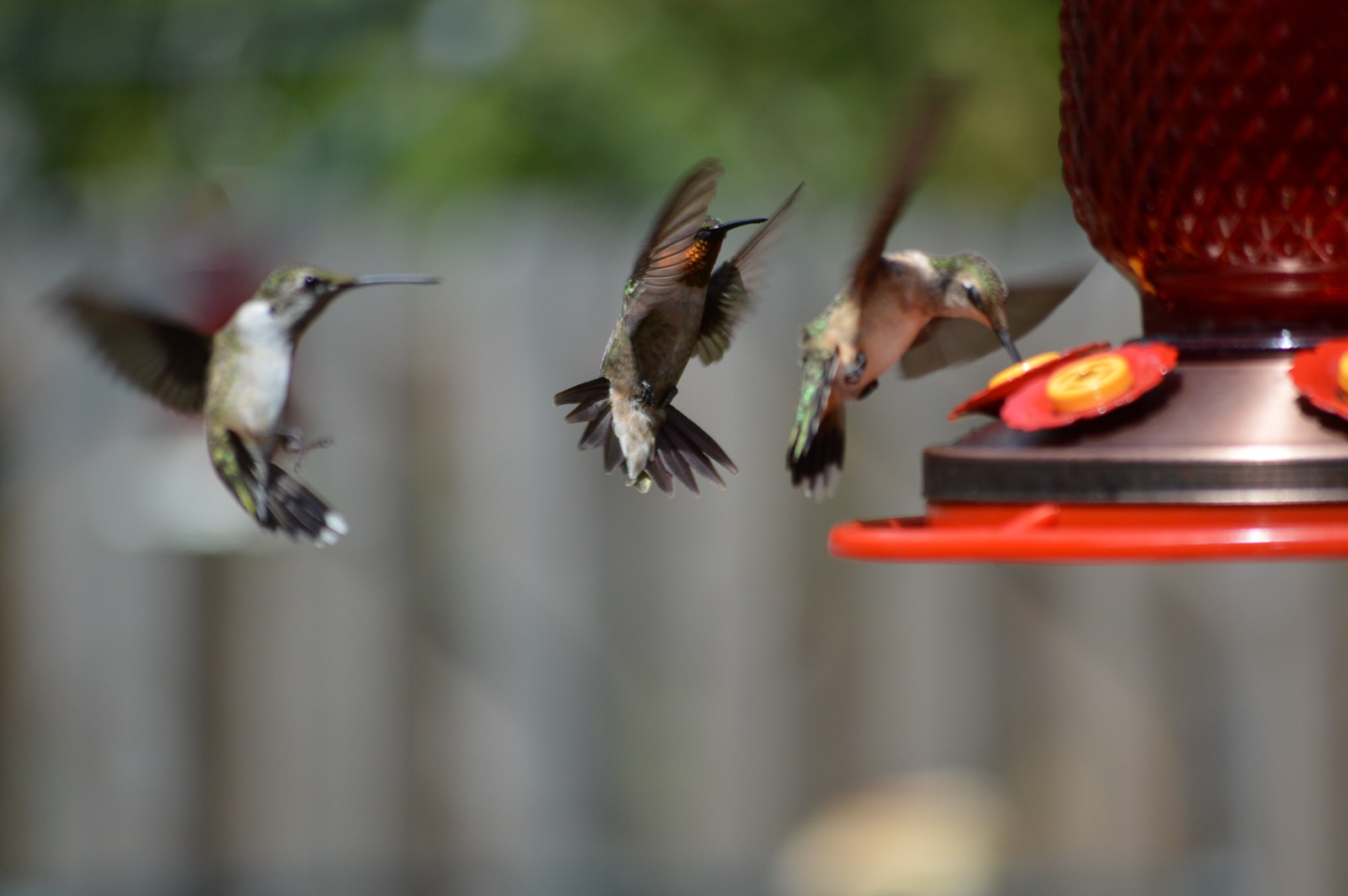 untitled 180907 112342 2 Feed Hummingbirds for their Winter trip . . . and encourage them to come back next Spring