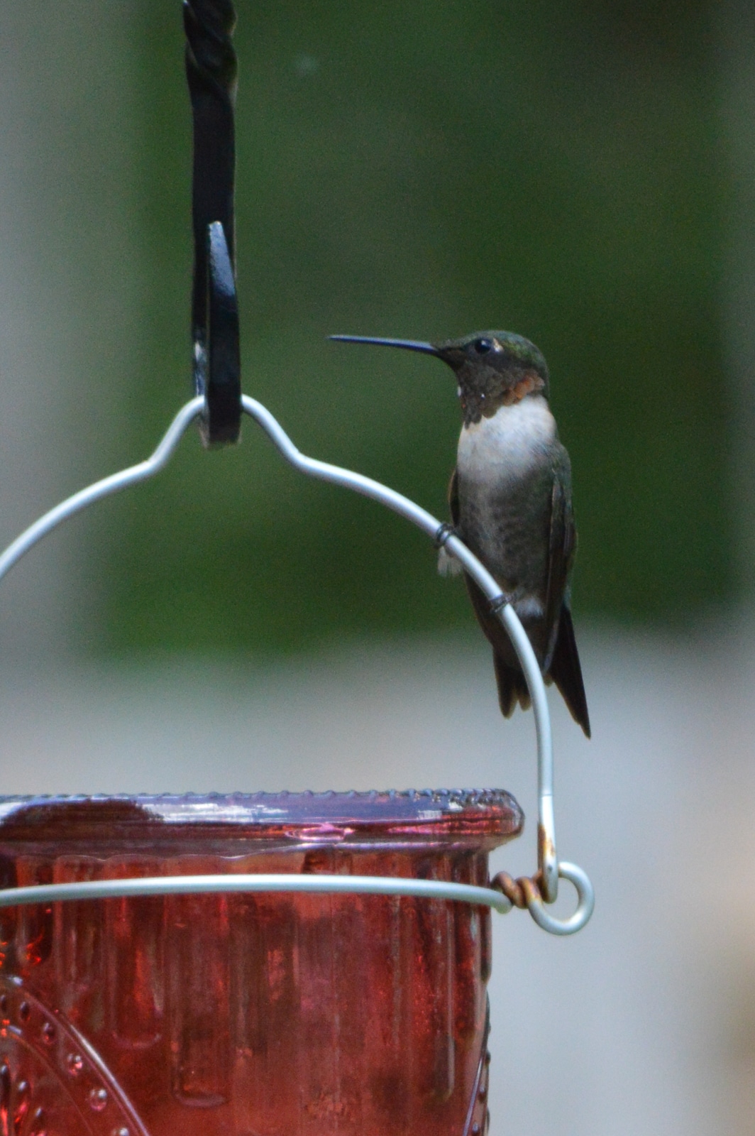 untitled 180907 124512 2 1 Feed Hummingbirds for their Winter trip . . . and encourage them to come back next Spring