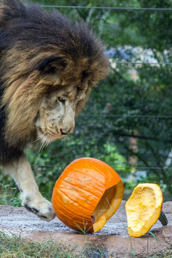 Birmingham, Birmingham Zoo, pumpkins, trick or treat, Halloween, Boo at the Zoo, October