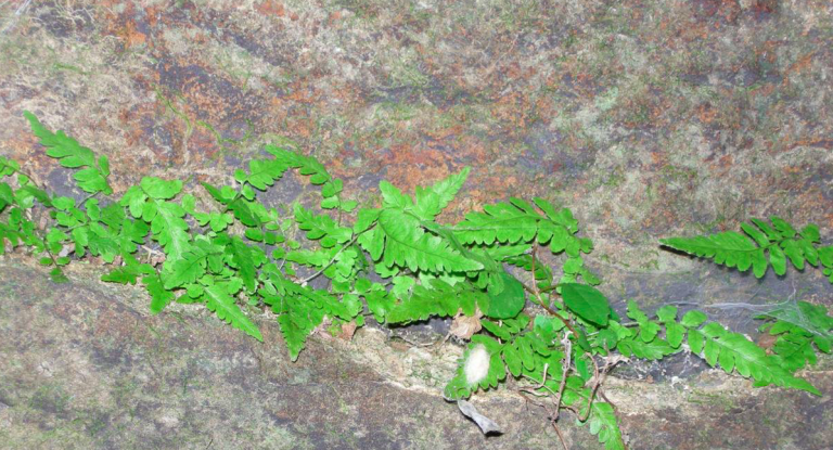 Make the most on the trail this Fall. Discover the Alabama Plant and Butterfly Atlases (photos)