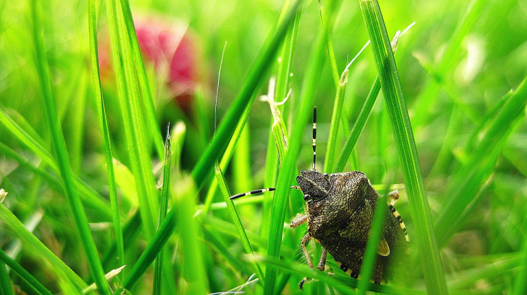 Stink bugs in Birmingham: by any other name, they’d stink the same