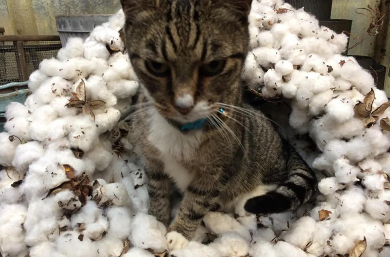 Find holiday decorations at these 11 local shops in Birmingham Find holiday decorations at these 11 local shops in Birmingham