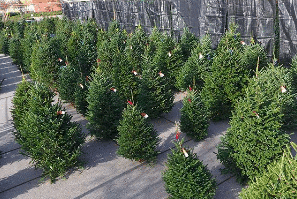 Birmingham, Alabama, Poppy's Christmas Trees