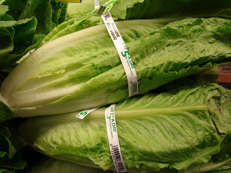 CDC: Do not eat romaine lettuce. Learn how to dispose the lettuce and clean your refrigerator before Thanksgiving CDC: Do not eat romaine lettuce. Learn how to dispose the lettuce and clean your refrigerator before Thanksgiving