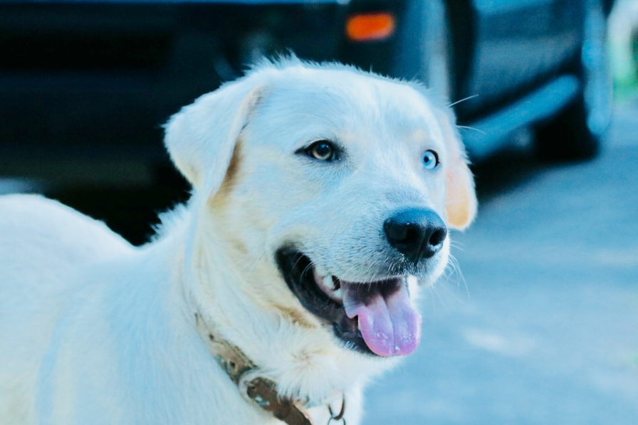 Birmingham, Driver's Way, drives, scenic drives, Birmingham drives, scenic drives Birmingham Alabama, pets, dogs, state parks, fall drives